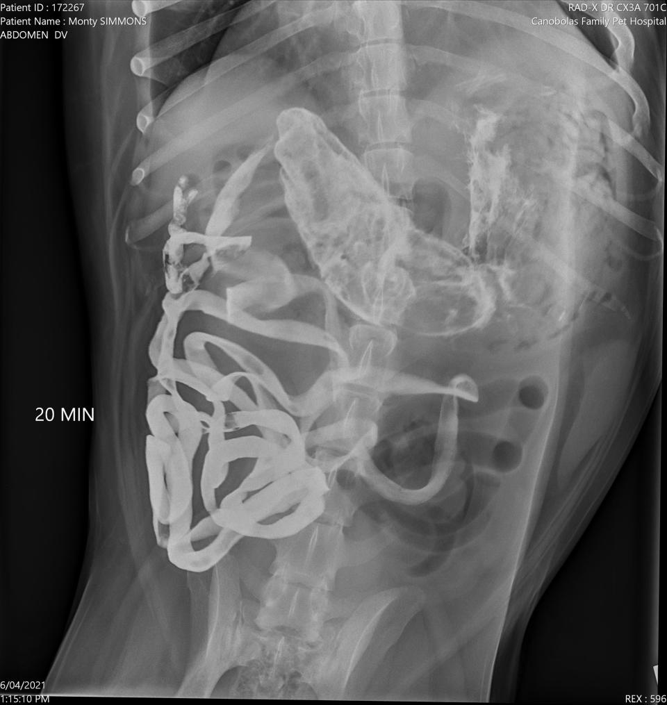 An X-ray of the dog's stomach after he ingested four socks. 