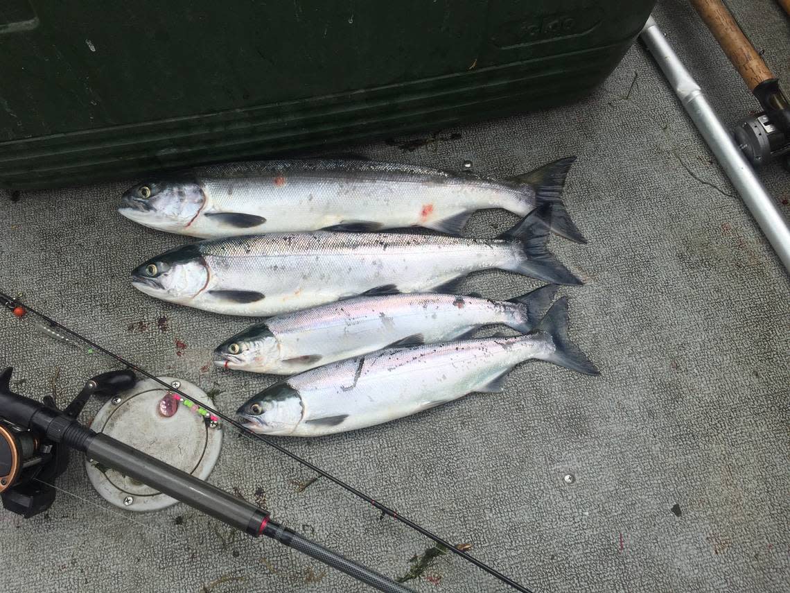 A two-person limit of Columbia River sockeye might come in two size classes that correspond to one or more years spent in the Pacific Ocean.