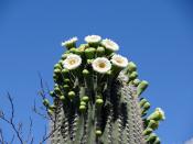 <p>The saguaro cactus can live up to <a href="https://statesymbolsusa.org/symbol/arizona/state-flower/saguaro-cactus-blossom" rel="nofollow noopener" target="_blank" data-ylk="slk:200 years;elm:context_link;itc:0;sec:content-canvas" class="link ">200 years</a> and reach a height of 50 feet. That's not a flower, that's a building.</p>