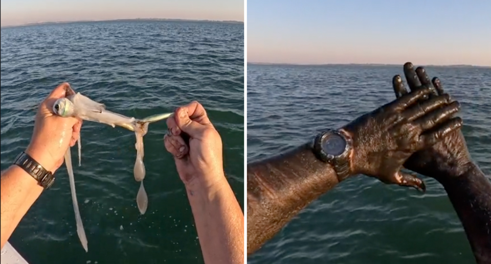 The fisherman was covered in black ink after he covered his hands and arms with them (right). He pulled  the southern calamari squid apart on March 29 (left).