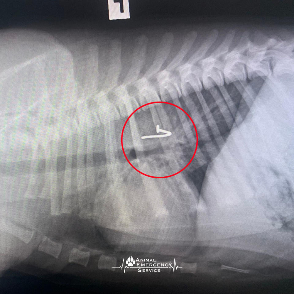 X-ray of dog showing fishing hook inside. 