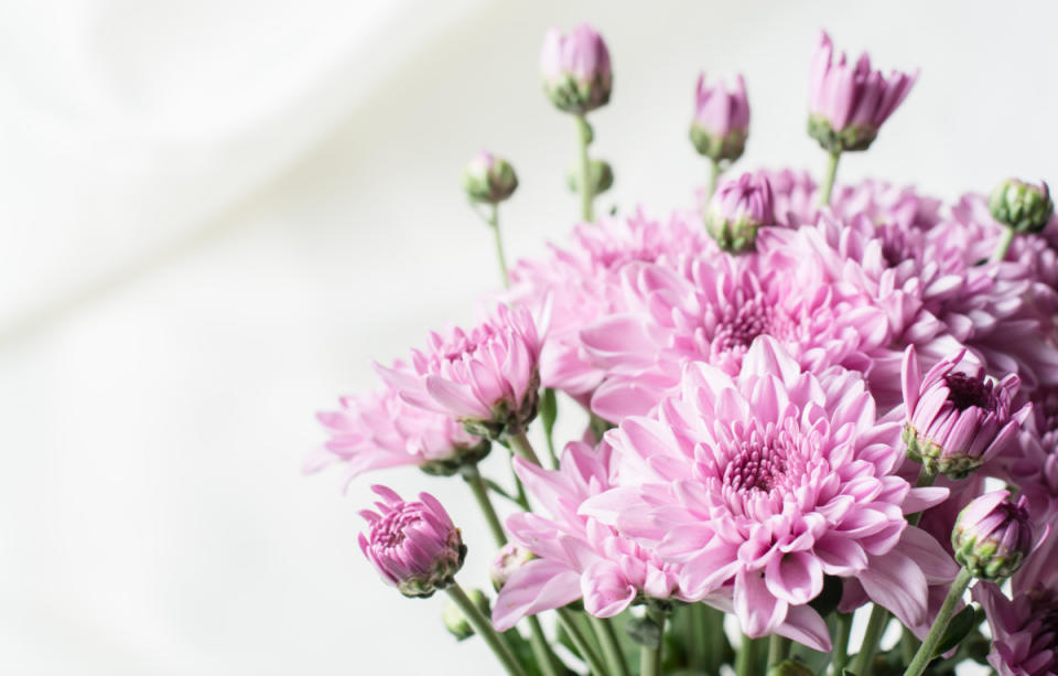 Chrysanthemums<p>Wirot/Shutterstock</p>