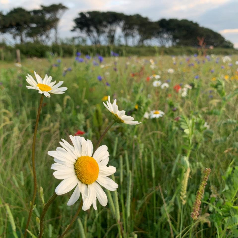 Photo credit: Matt Hayward/National Trust 