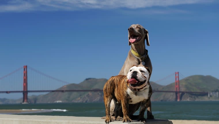 Best Dog-Friendly Cities For Your Next Vacation