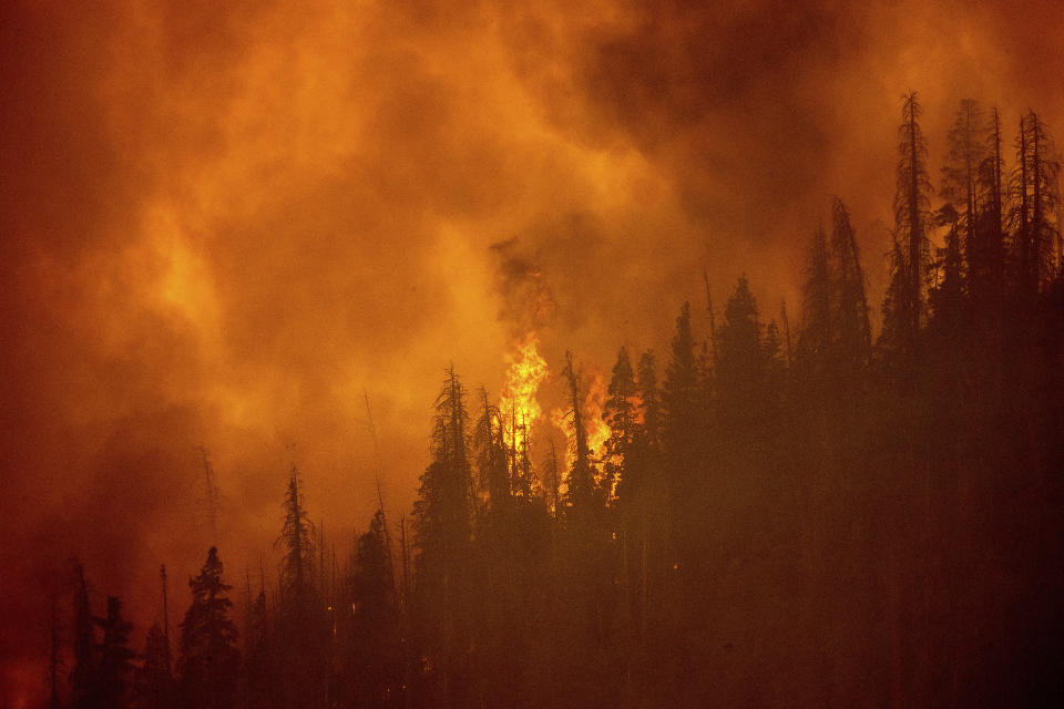 The windy fire burns along a ridge in Sequoia National Forest, Calif., on Monday, Sept. 20, 2021. (AP Photo/Noah Berger)