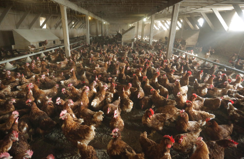 Chickens move about in a cage-free chicken barn at Bowden's Egg Farm in Waldoboro, Oregon.  (Photo: Portland Press Herald via Getty Images)