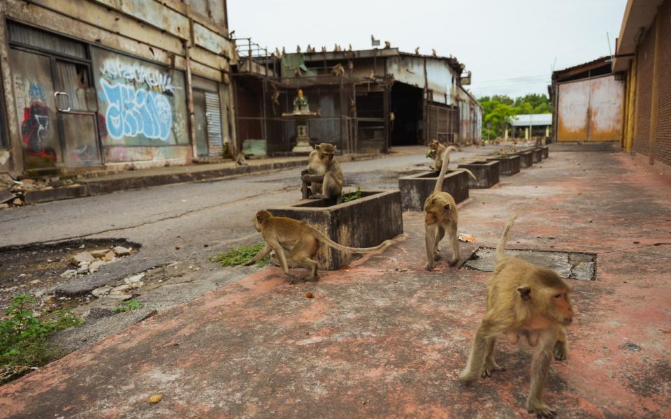 Flocks of long-tailed macaques roam the streets of Lopburi city centre in search of food