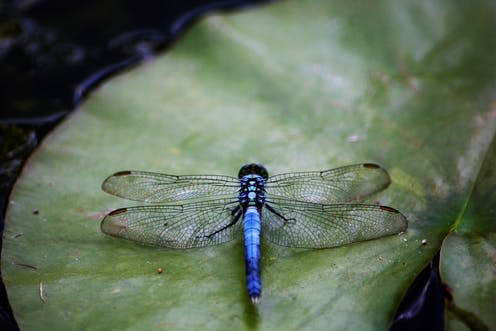 <span class="caption">Over 40% of all insects, like this tropical dragonfly, are in decline</span> <span class="attribution"><a class="link " href="https://pixabay.com/photos/dragonfly-top-view-colorful-4473030/" rel="nofollow noopener" target="_blank" data-ylk="slk:Scottslm/Pixasbay;elm:context_link;itc:0;sec:content-canvas">Scottslm/Pixasbay</a></span>