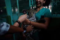 Un grupo de visitantes con audición parcial toca a un jaguar de cuatro meses llamado Cindy durante una visita al zoo nacional en La Habana, Cuba.