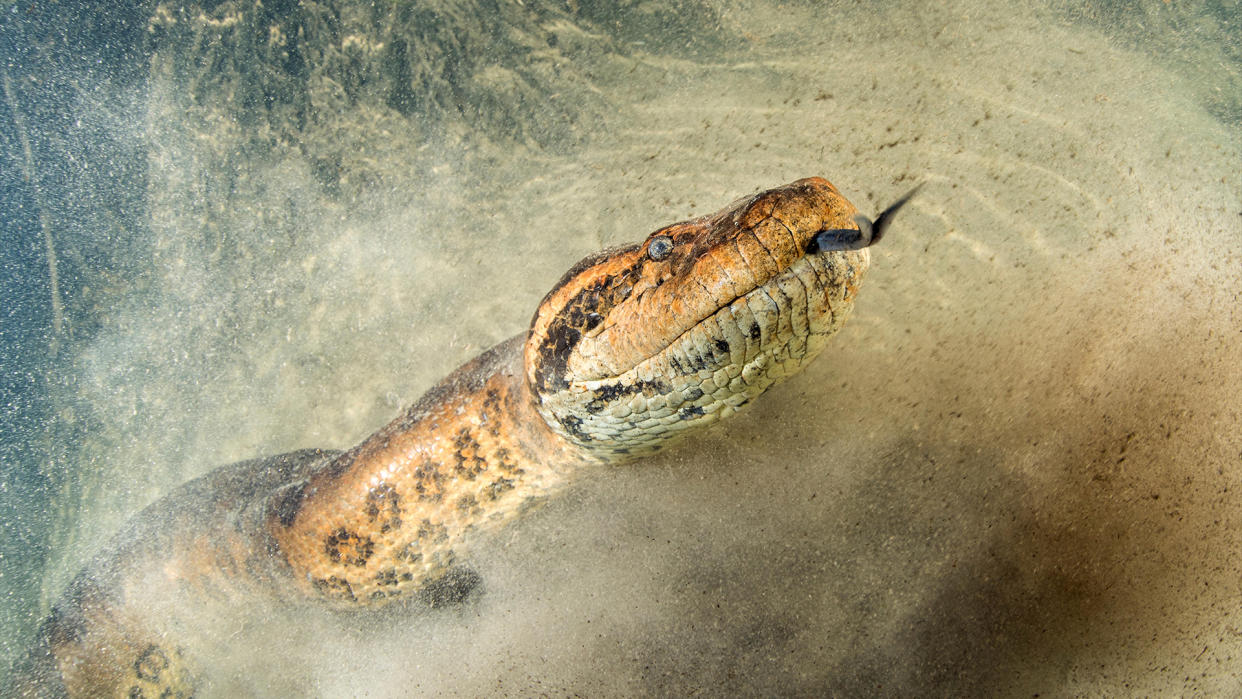  Green Anaconda, Eunectes murinus, Formoso River, Bonito, Mato Grosso do Sul, Brazil. 