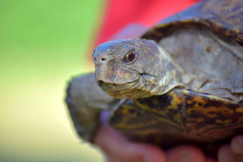 Scoot, a desert box turtle belonging to a Texas family, is held for a photo on Tuesday, July 19, 2022. The reptile escaped from its enclosure on June 30 while the family was vacationing in Lennox and went missing for two weeks before she was reunited with her owners using social media.