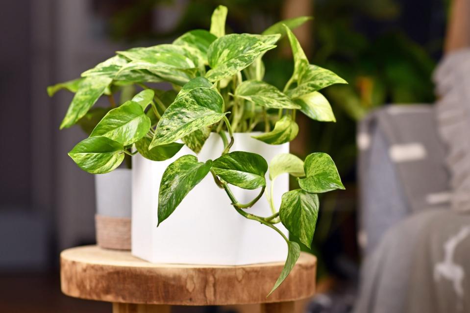 pothos in white planter