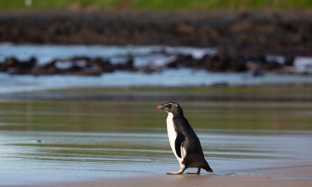 <span>Photograph: AFP/Getty Images</span>