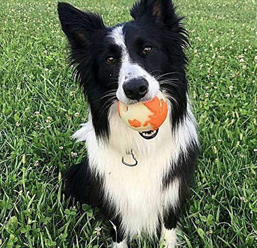 The World is Your Oyster, and Now This Ball Can be Your Dog's World