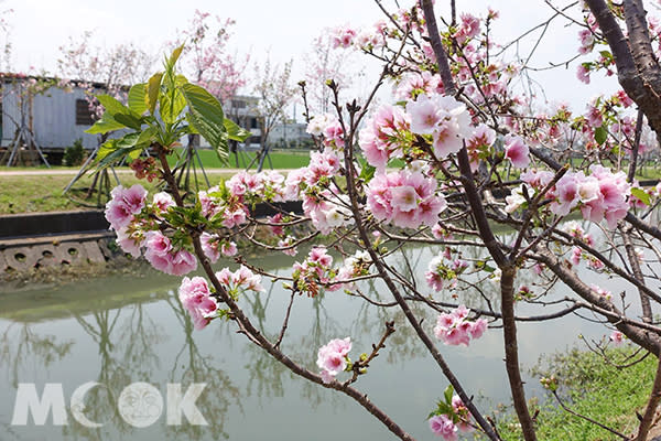 羅莊櫻花步道目前粉色的墨染櫻、香水櫻正盛放 (圖片提供／宜蘭ㄚ欣的美食日誌)