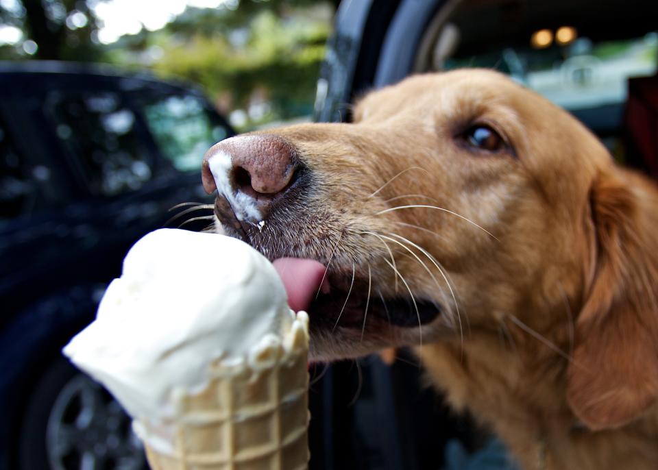 Dog licking vanilla cone.