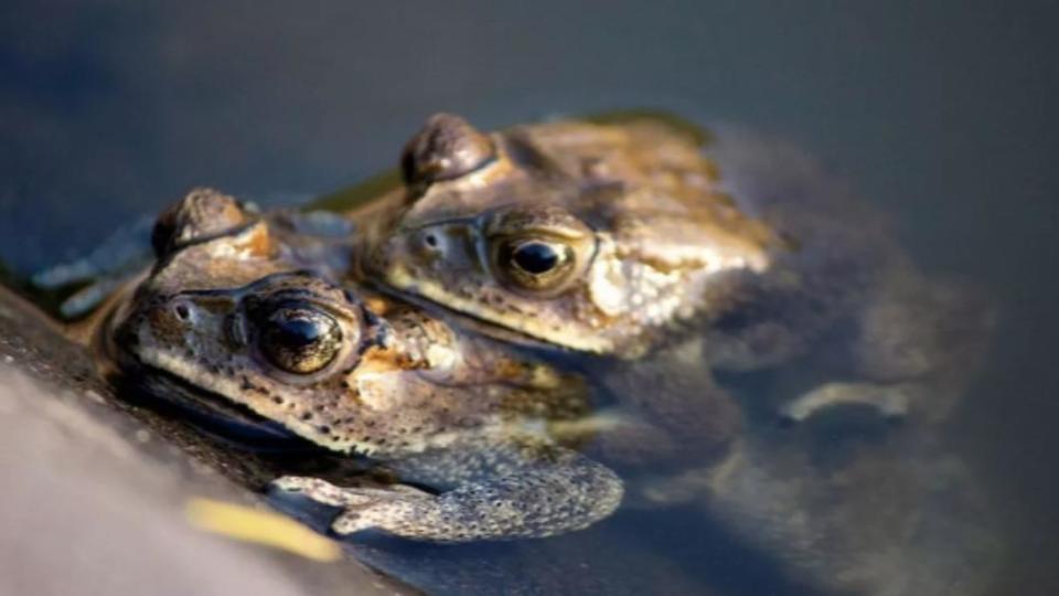 母蛙旋轉身體也可能是為測試公蛙的體能與耐力。（圖／翻攝自《每日星報》）