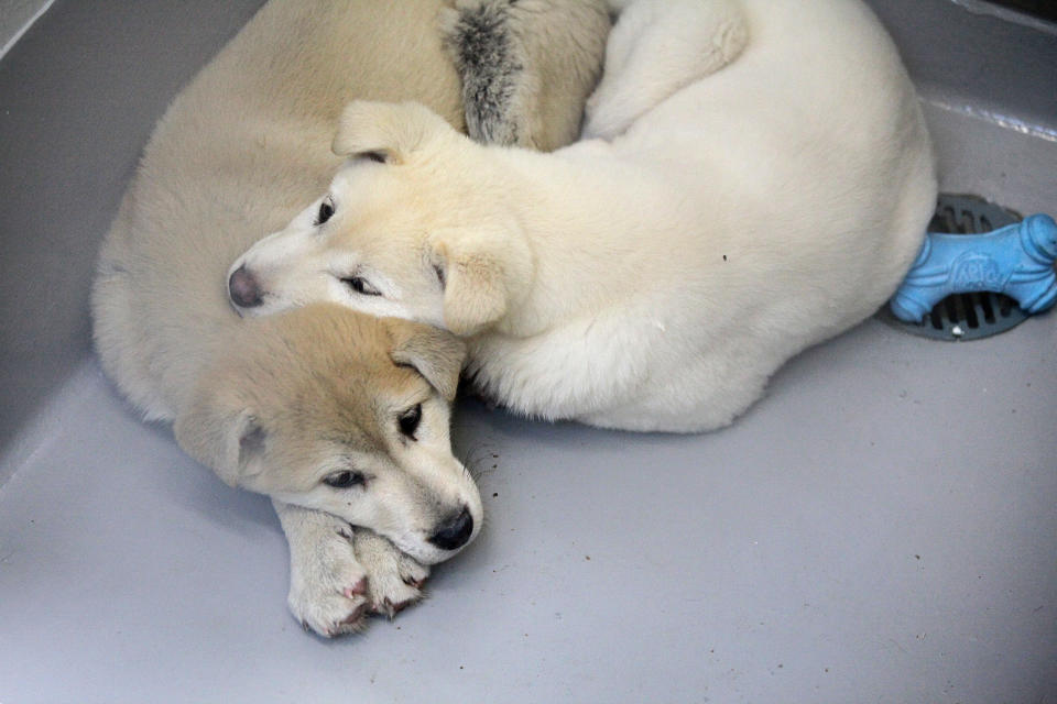<p>In this image released on Thursday, March 19, 2015, 57 dogs rescued by Humane Society International and Change for Animals Foundation from a dog meat farm in Hongseong, South Korea, arrive in San Francisco. HSI worked with the farmer to remove the dogs from miserable conditions and close the doors of his facility for good. As part of the plan, HSI secured an agreement with him to stop raising dogs for food and move permanently to growing crops as a more humane way to make a living. HSI flew the dogs to San Francisco to be evaluated and treated for medical issues at the San Francisco SPCA. Some of the dogs will be transferred to additional HSI Emergency Placement Partners, including—East Bay SPCA, Marin Humane Society and the Sacramento SPCA. All the dogs will be found loving, permanent homes. In this image, two dogs settle in to their new digs at the San Francisco SPCA after their long trip form South Korea. (Sammy Dallal/AP Images for Humane Society International) </p>
