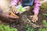 <p><strong>Gardening is a healthy, fun activity for children of all ages. As well as getting them outside, it will help kids develop new skills, learn about <a href="https://www.housebeautiful.com/uk/garden/a36142732/vitamin-g-gardens-green-nature/" rel="nofollow noopener" target="_blank" data-ylk="slk:nature;elm:context_link;itc:0;sec:content-canvas" class="link ">nature</a> and discover the wonder of sprouting seedlings. </strong><strong><br></strong></p><p>'<a href="https://www.housebeautiful.com/uk/garden/a36228990/gardening-boosts-wellbeing-rhs/" rel="nofollow noopener" target="_blank" data-ylk="slk:Gardening;elm:context_link;itc:0;sec:content-canvas" class="link ">Gardening</a> and interacting with nature improves kids' creativity since they discover new and exciting ways to grow food,' says Shannen Godwin, a spokesperson for <a href="https://www.jparkers.co.uk/" rel="nofollow noopener" target="_blank" data-ylk="slk:J Parker's;elm:context_link;itc:0;sec:content-canvas" class="link ">J Parker's</a>. 'Plus, as they learn about nature and the environment, they're able to reason and get new knowledge about the science of plants, animals, and weather, and how they're all connected.'</p><p>To celebrate National Children's Gardening Week (Sunday 23rd - Monday 31st May), the team at J Parker's have revealed easy child-friendly gardening inspiration for every family to enjoy. Take a look at the five plants to consider growing this half-term...<br></p>
