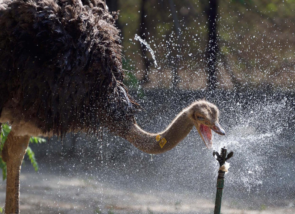 Dieser Strauß in einem Zoo von Neu Delhi kühlt sich an einem Wassersprenkler ab. Teile Indiens werden seit Wochen von einer extremen Hitzewelle heimgesucht. (ddp/Gurinder Osan/Hindustan Times)