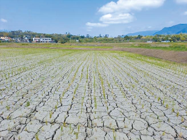 2降雨量不足，台東縣池上鄉的稻田龜裂，農民擔心缺水的稻穗恐變成「空包彈」。（蔡旻妤攝）