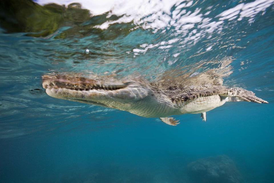 <p>Reinhard Dirscherl/ullstein bild via Getty Images</p> Saltwater Crocodile