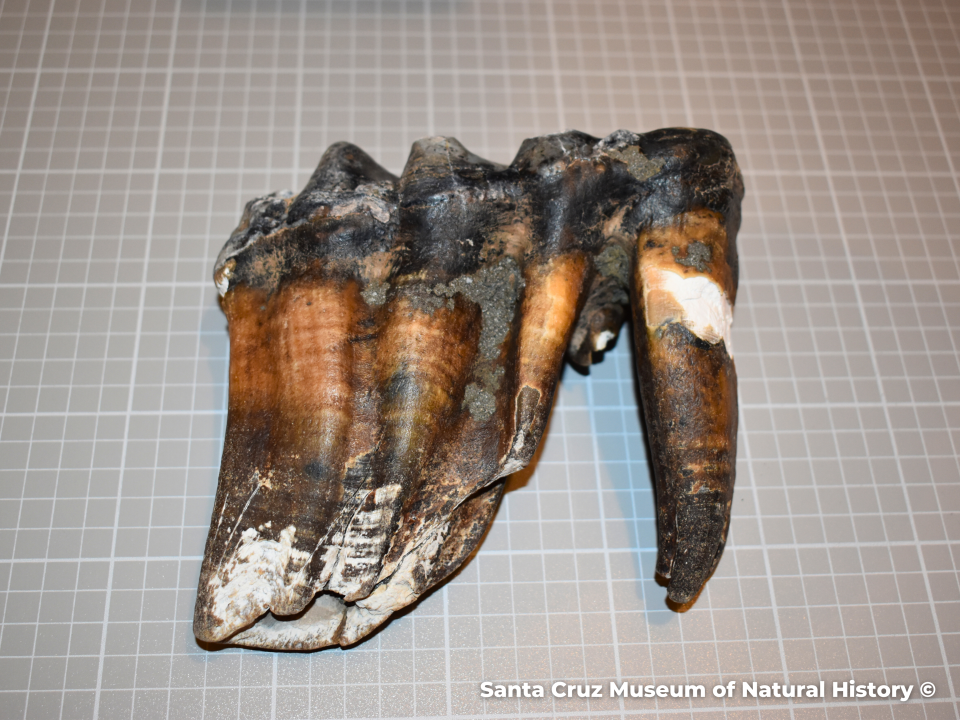 An ancient mastodon tooth was found on a beach in northern California earlier this week. / Credit: Santa Cruz Museum of Natural History