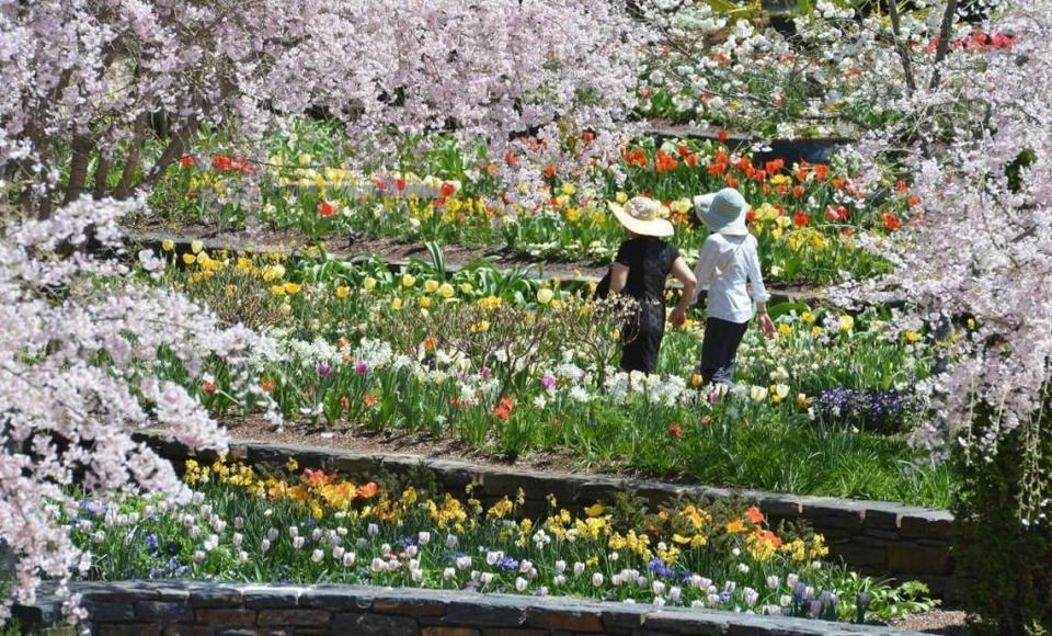 Two woman wander through the flower covered terraces at Sarah P. Duke Gardens in April 2014.
