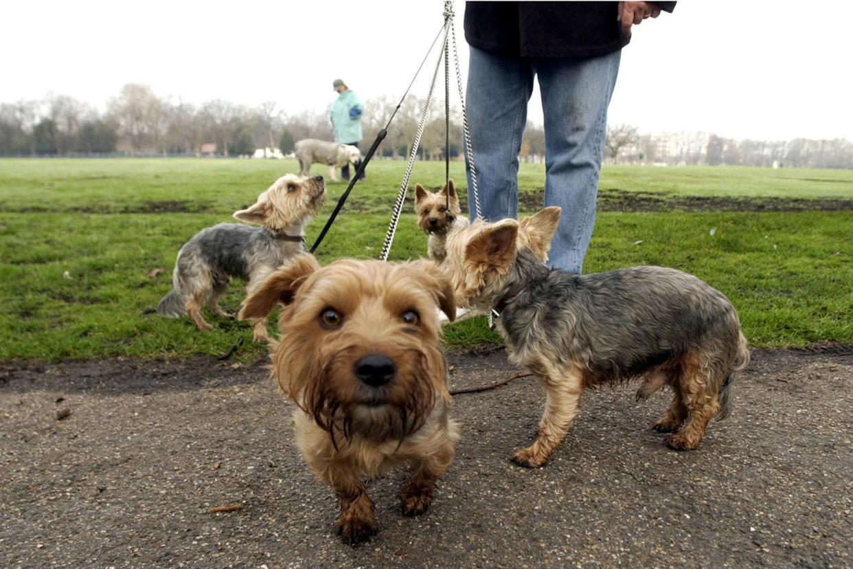 Walkies: The number of dogs any one person can walk could be reduced to four: PA