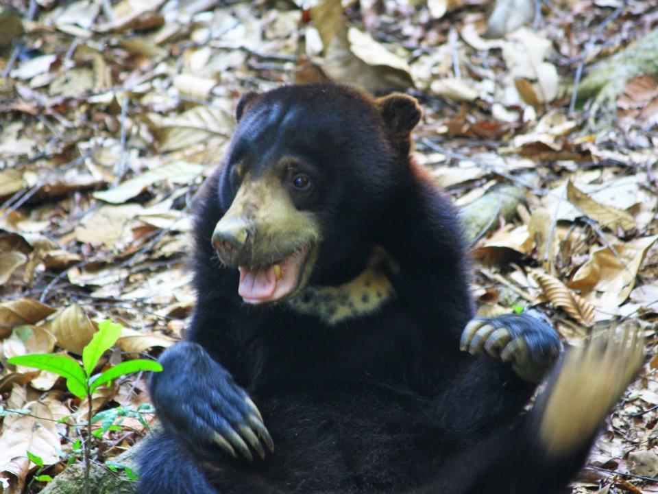 Study of bears' communication casts doubt on human supremacy over animals