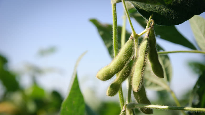 soybean pods on plant