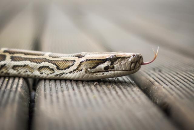 Snakes In The Fall: How to Handle a Snake Encounter - Alabama Cooperative  Extension System