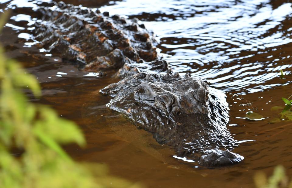 A large American alligator (Alligator mississippiensis) rests in the shade of a bridge over the Myakka River at Myakka River State Park. 