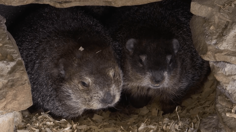 Punxsutawney Phil and his wife, Phyllis.