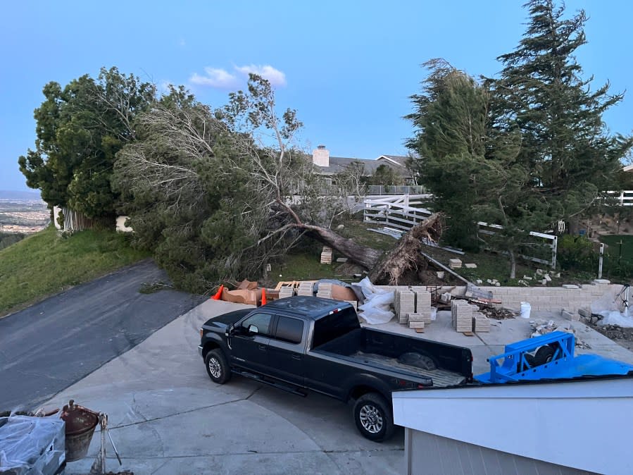 A tree topples amid strong winds in Trabuco Canyon on March 14, 2024. 