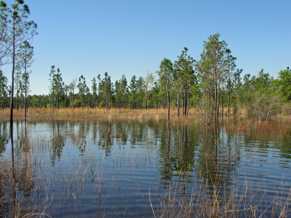 Pony Ranch Pond in Mississippi was adopted as a new home by dusky gopher frogs a few years ago. (Photo: Western Carolina University/John A. Tupy/USDA)