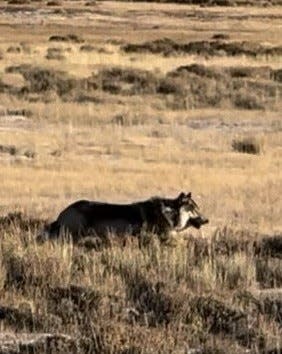 This screenshot is from a video of a wolf, presumed to be the breeding male of the North Park pack, taken Nov. 25, about 10 miles north of Walden.