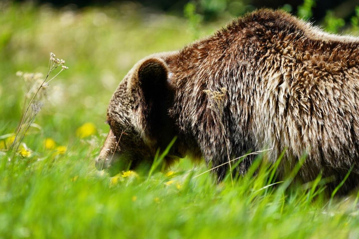 A grizzly bear in Peter Lougheed Provincial Park. Researchers have been collecting grizzly bear hair to generate DNA profiles and map the overall health of fragile populations in Alberta.                        (David Gray/CBC - image credit)