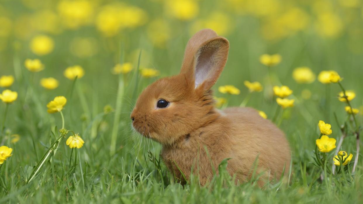 baby rabbit in meadow