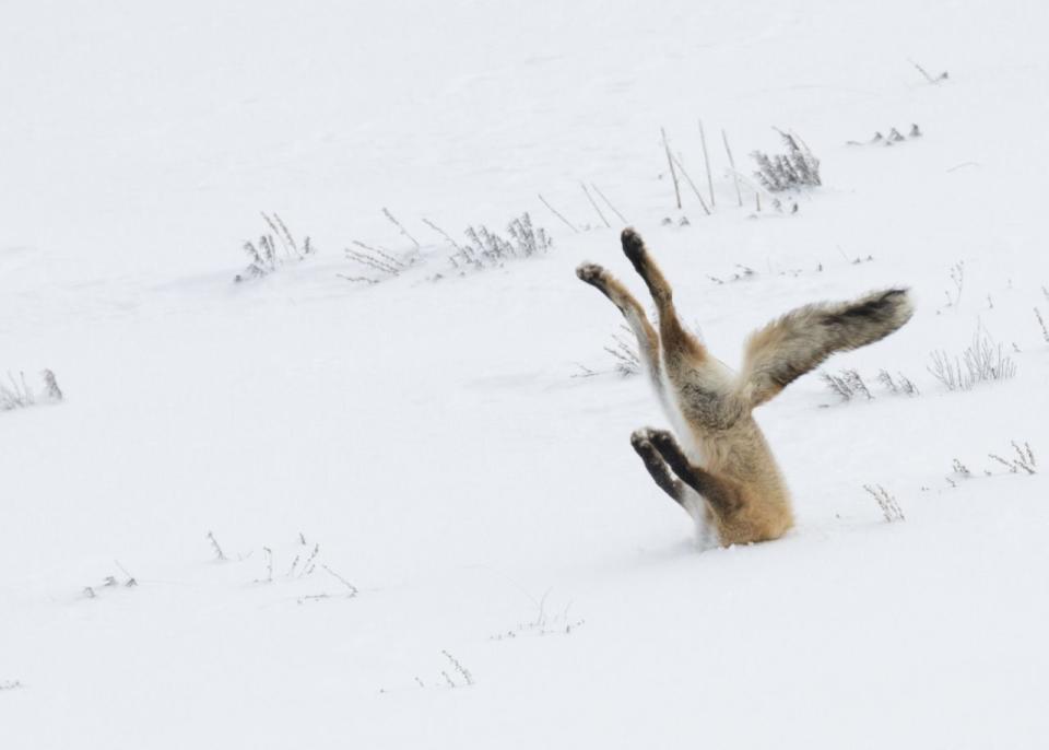 <p>Un zorro se da de bruces contra un ventisquero al intentar cazar su desayuno. (<i>Angela Bohlke/Barcroft Media</i>)</p>