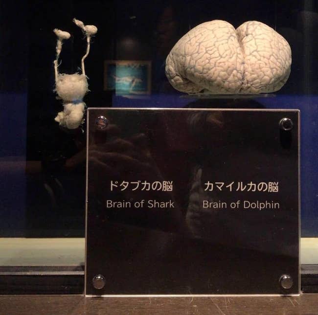 A shark's brain compared to a dolphin brain