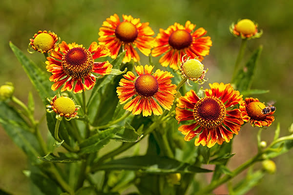 Helenium o flor de Helen