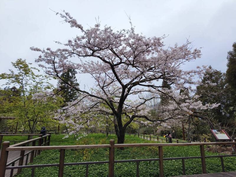 阿里山花季登場  櫻王滿開 為期30天的阿里山花季10日登場，阿里山國家森林遊 樂區櫻王染井吉野櫻已滿開（圖），另外還有紫藤、 木蘭、一葉蘭等花卉接力綻放，不同時間來訪皆可欣 賞到不同花卉。 中央社記者姜宜菁攝  113年3月10日 