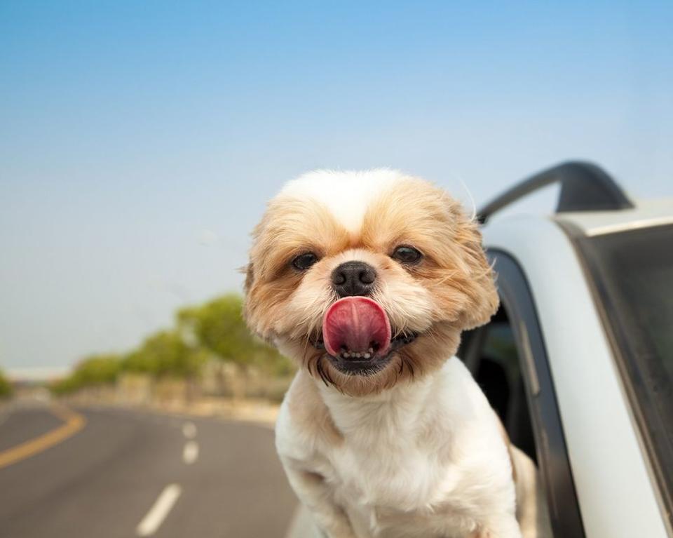 Florida\u2019s New \u2018Don\u2019t Say Dogs in Car Windows\u2019 Bill Raises Hackles