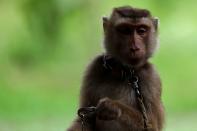 A monkey is pictured during a training session at a monkey school for coconut harvest in Surat Thani province