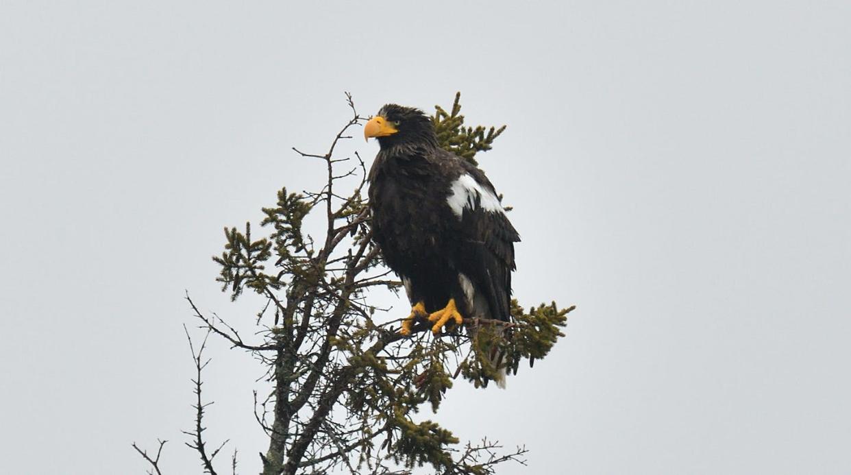 The roaming Steller's sea eagle in Georgetown, Maine, Jan. 1, 2022. <a href="https://flic.kr/p/2mV4kjv" rel="nofollow noopener" target="_blank" data-ylk="slk:Dominic Sherony/Flickr;elm:context_link;itc:0;sec:content-canvas" class="link ">Dominic Sherony/Flickr</a>, <a href="http://creativecommons.org/licenses/by-sa/4.0/" rel="nofollow noopener" target="_blank" data-ylk="slk:CC BY-SA;elm:context_link;itc:0;sec:content-canvas" class="link ">CC BY-SA</a>