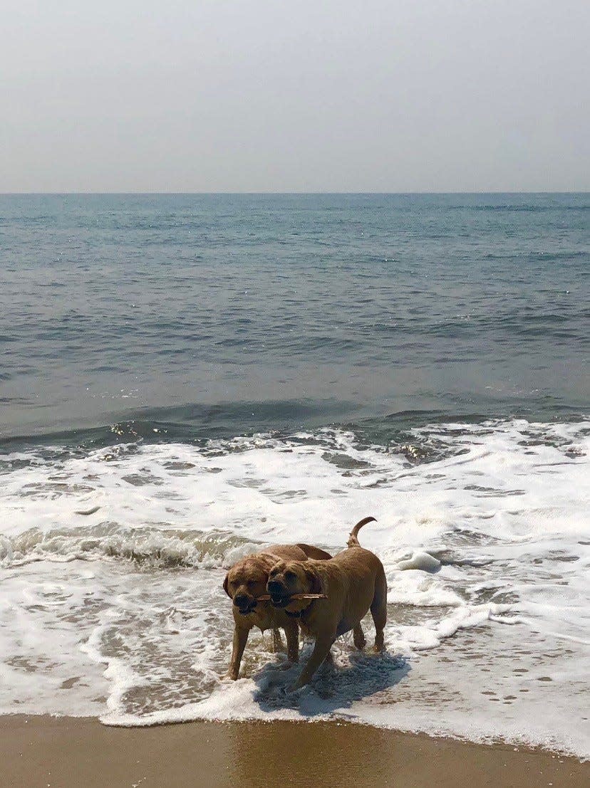 Bishop Henning's dog, Agnes, and her sister Hannah play in the surf on Long Island. Named for the patron saint of his former diocese, Agnes often accompanies him on his walks around his new home, Rhode Island.