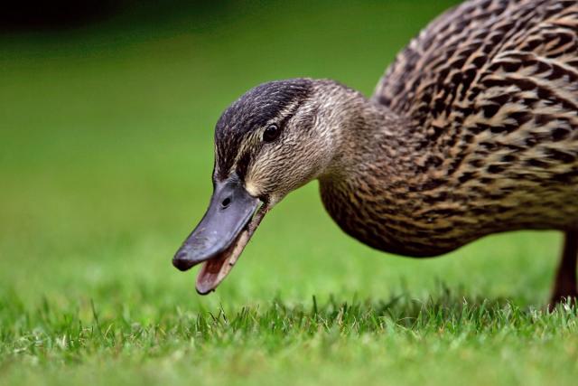 do ducks and dogs get along