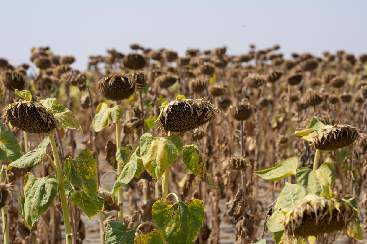 Wilted sunflowers in a field near the town of Becej, Serbia, Wednesday, Sept. 4, 2024. Experts say the summer of 2024 in the Balkans was the hottest since measurements started more than 130 years ago. (AP Photo/Darko Vojinovic)