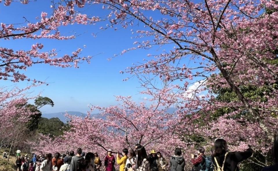 高雄市桃源區櫻花公園櫻花盛開一片粉紅色的花海。（記者許正雄翻攝）